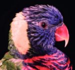 multi-color-1