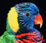 multi-color-3