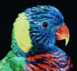 multi-color-4